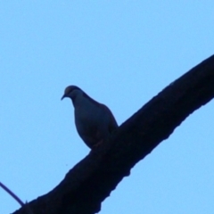 Phaps elegans (Brush Bronzewing) at Paddys River, ACT - 15 Jan 2008 by HarveyPerkins