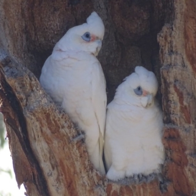 Cacatua sanguinea (Little Corella) at Red Hill, ACT - 11 Aug 2017 by roymcd