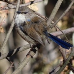 Malurus cyaneus (Superb Fairywren) at Red Hill, ACT - 13 Aug 2017 by roymcd