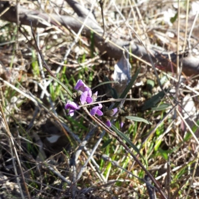 Hovea heterophylla (Common Hovea) at Gungahlin, ACT - 13 Aug 2017 by ClubFED