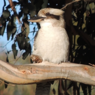 Dacelo novaeguineae (Laughing Kookaburra) at Tennent, ACT - 13 Aug 2017 by MichaelBedingfield