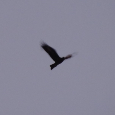 Aquila audax (Wedge-tailed Eagle) at Tennent, ACT - 6 Aug 2014 by michaelb
