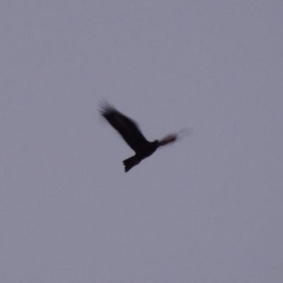 Aquila audax (Wedge-tailed Eagle) at Tennent, ACT - 6 Aug 2014 by MichaelBedingfield