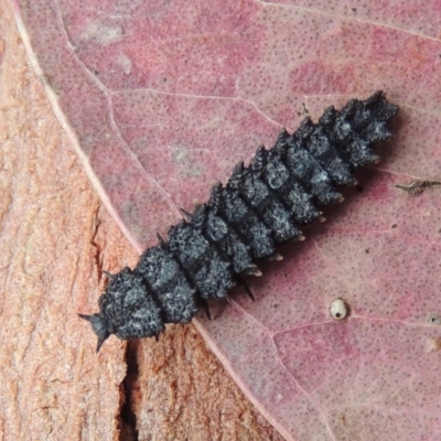 Porrostoma rhipidium (Long-nosed Lycid (Net-winged) beetle) at Conder, ACT - 12 Apr 2015 by MichaelBedingfield