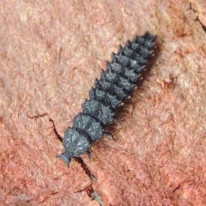 Porrostoma rhipidium at Conder, ACT - 12 Apr 2015