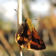 Ocybadistes walkeri (Green Grass-dart) at Conder, ACT - 12 Apr 2015 by michaelb