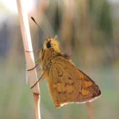 Ocybadistes walkeri at Conder, ACT - 12 Apr 2015