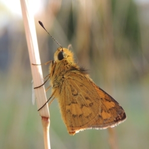 Ocybadistes walkeri at Conder, ACT - 12 Apr 2015 05:54 PM