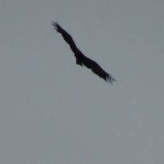 Aquila audax (Wedge-tailed Eagle) at Paddys River, ACT - 1 Mar 2015 by MichaelBedingfield