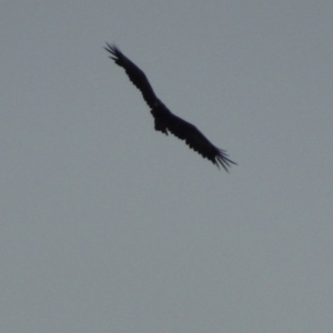 Aquila audax at Paddys River, ACT - 1 Mar 2015 07:57 PM