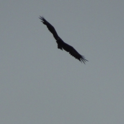 Aquila audax (Wedge-tailed Eagle) at Paddys River, ACT - 1 Mar 2015 by michaelb