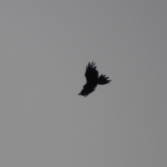 Aquila audax at Paddys River, ACT - 1 Mar 2015 07:57 PM