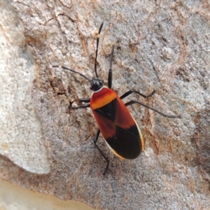 Dindymus versicolor at Conder, ACT - 13 Apr 2015