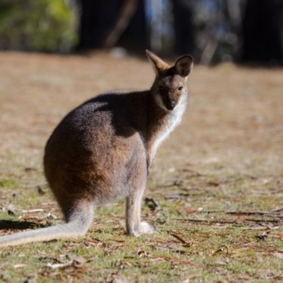 Notamacropus rufogriseus (Red-necked Wallaby) at Cotter River, ACT - 13 Aug 2017 by SallyandPeter