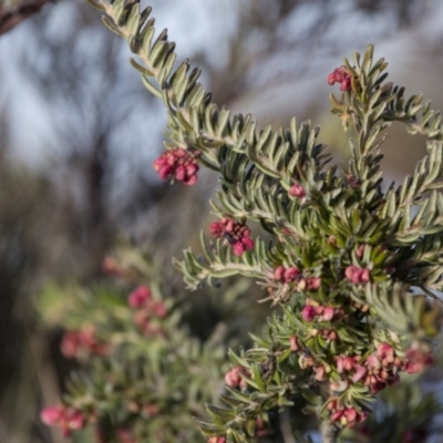 Grevillea lanigera (Woolly Grevillea) at Cotter River, ACT - 13 Aug 2017 by SallyandPeter