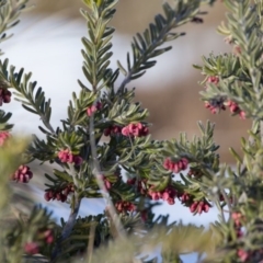 Grevillea lanigera at Cotter River, ACT - 13 Aug 2017 09:06 AM