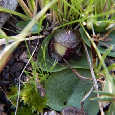 Corysanthes incurva (Slaty Helmet Orchid) at Aranda, ACT by CathB