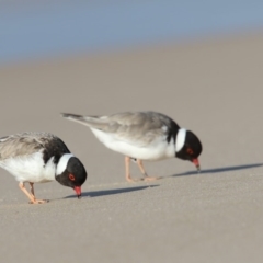 Charadrius rubricollis (Hooded Plover) at Eden, NSW - 14 Aug 2017 by Leo