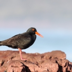 Haematopus fuliginosus (Sooty Oystercatcher) at Eden, NSW - 14 Aug 2017 by Leo