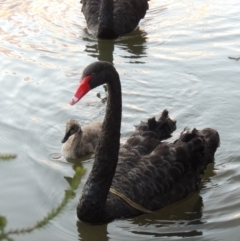 Cygnus atratus (Black Swan) at Stranger Pond - 26 Dec 2015 by michaelb