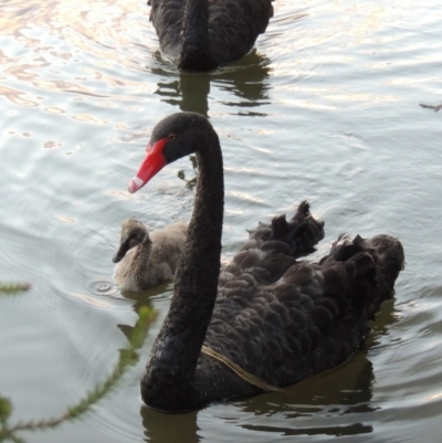 Cygnus atratus (Black Swan) at Stranger Pond - 26 Dec 2015 by michaelb