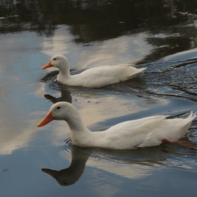 Anas platyrhynchos (Mallard (Domestic Type)) at Bonython, ACT - 13 Aug 2017 by michaelb