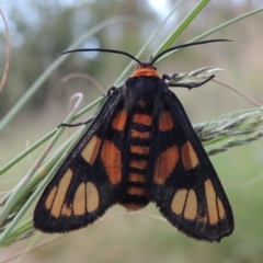 Amata (genus) (Handmaiden Moth) at Greenway, ACT - 16 Mar 2016 by michaelb