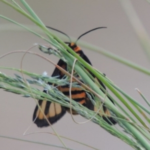 Amata (genus) at Greenway, ACT - 16 Mar 2016 07:22 PM