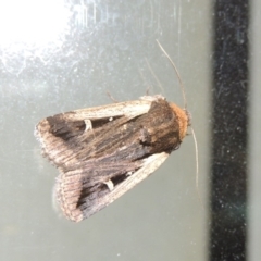 Proteuxoa tortisigna (Streaked Rictonis Moth) at Conder, ACT - 1 Apr 2016 by MichaelBedingfield