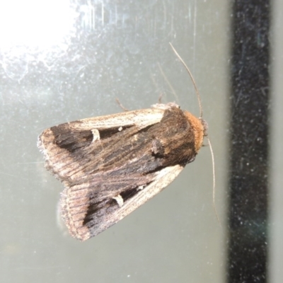 Proteuxoa tortisigna (Streaked Rictonis Moth) at Pollinator-friendly garden Conder - 1 Apr 2016 by michaelb