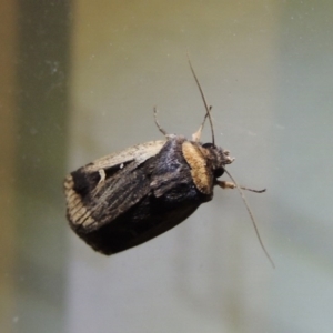 Proteuxoa tortisigna at Conder, ACT - 1 Apr 2016 09:48 PM