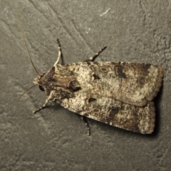 Agrotis porphyricollis (Variable Cutworm) at Conder, ACT - 1 Apr 2016 by MichaelBedingfield