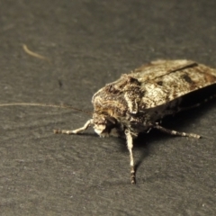 Agrotis porphyricollis at Conder, ACT - 1 Apr 2016 10:25 PM