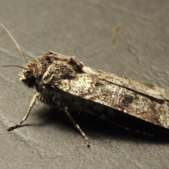 Agrotis porphyricollis at Conder, ACT - 1 Apr 2016