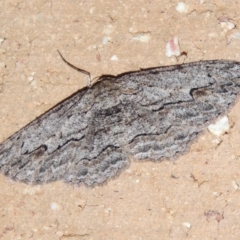 Ectropis bispinaria (Loop-line Bark Moth) at Pollinator-friendly garden Conder - 3 Apr 2016 by michaelb