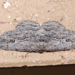 Ectropis bispinaria at Conder, ACT - 3 Apr 2016 10:48 PM