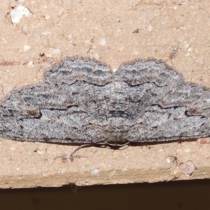 Ectropis bispinaria at Conder, ACT - 3 Apr 2016