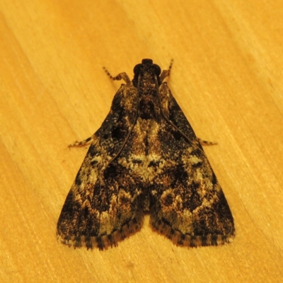 Orthaga thyrisalis (Teatree Web Moth) at Pollinator-friendly garden Conder - 4 Apr 2016 by michaelb