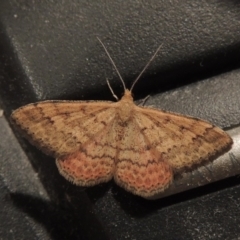 Scopula rubraria (Reddish Wave, Plantain Moth) at Pollinator-friendly garden Conder - 17 Apr 2016 by michaelb