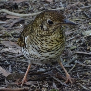 Zoothera lunulata at Acton, ACT - 14 Aug 2017