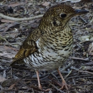 Zoothera lunulata at Acton, ACT - 14 Aug 2017