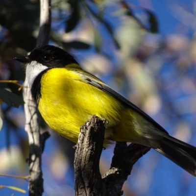 Pachycephala pectoralis (Golden Whistler) at Garran, ACT - 14 Aug 2017 by roymcd