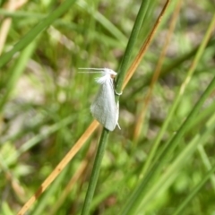 Tipanaea patulella (The White Crambid moth) at Gungahlin, ACT - 15 Jan 2016 by Christine