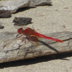 Diplacodes haematodes at Casey, ACT - 20 Dec 2015