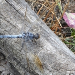 Orthetrum caledonicum (Blue Skimmer) at Gungahlin, ACT - 14 Jan 2016 by Christine