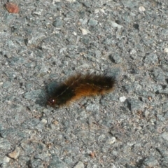 Arctiinae (subfamily) (A Tiger Moth or Woolly Bear) at Latham, ACT - 1 May 2011 by Christine