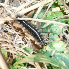 Arctiinae (subfamily) (A Tiger Moth or Woolly Bear) at Umbagong District Park - 4 May 2011 by Christine