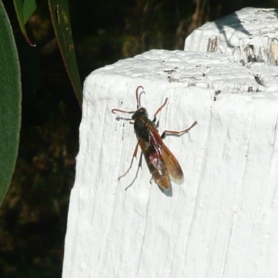 Polistes (Polistella) humilis (Common Paper Wasp) at Umbagong District Park - 4 May 2011 by Christine