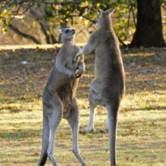 Macropus giganteus (Eastern Grey Kangaroo) at Yarralumla, ACT - 12 Aug 2017 by Jek