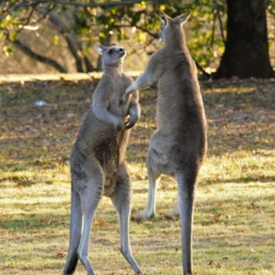 Macropus giganteus (Eastern Grey Kangaroo) at Yarralumla, ACT - 12 Aug 2017 by Jek